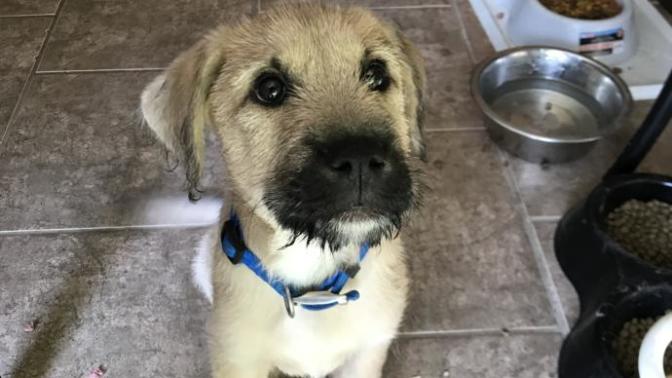 What breed do you think this pup is?