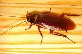 Which insect you hate most?