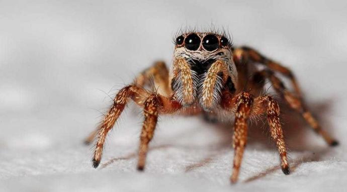 Which insect you hate most?