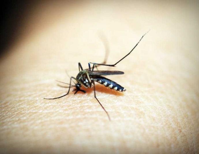 Which insect you hate most?