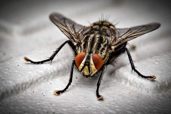 Which insect you hate most?
