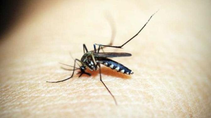 Which insect you hate most?