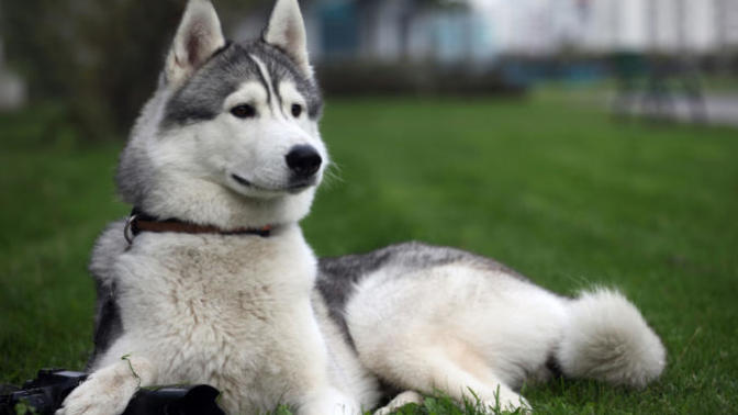 How do you feel about keeping a new pet's original name?
