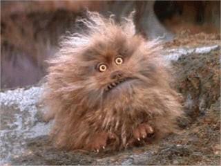 What is this little guy thinking right now?