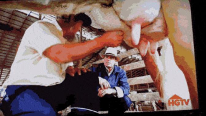 Have you ever milked a cow?
