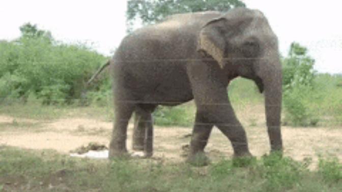 Have you ever been to Africa?