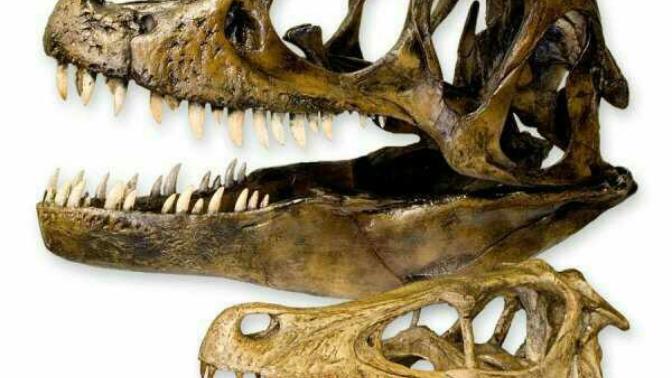 So you believe dinosaurs really existed?
