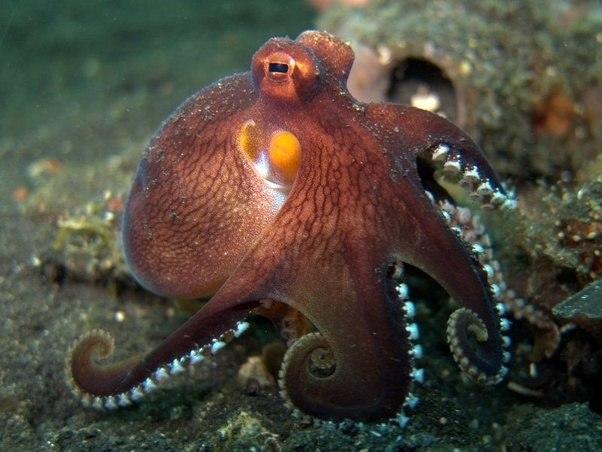 Would you ever eat an alive octopus?