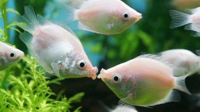 What does it mean if you "kiss like a fish"?