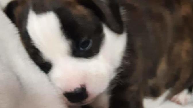 What breed do you think my puppy is?
