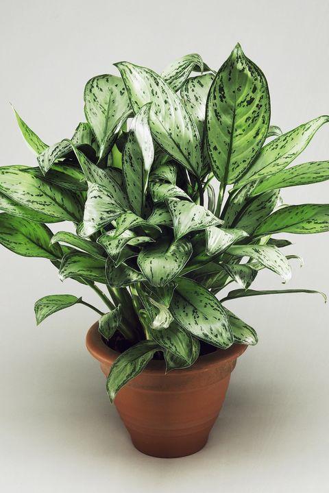 Girlfriends / boyfriend that have lots of plants do you find this annoying?