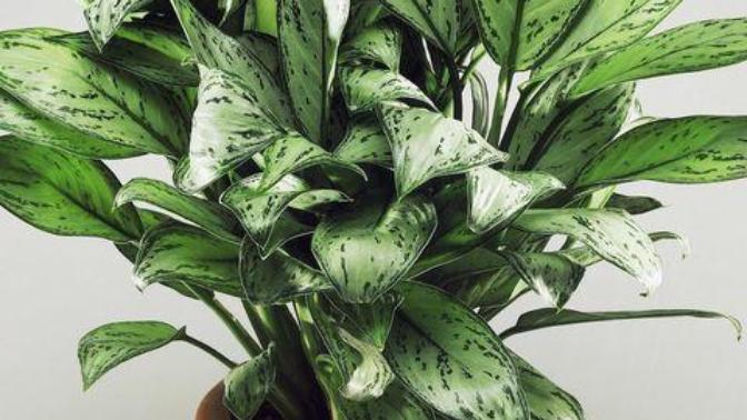 Girlfriends / boyfriend that have lots of plants do you find this annoying?