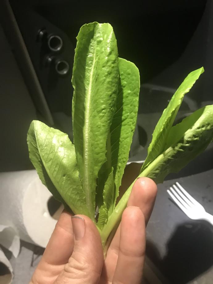 I grew this little guy i feel kinda bad eating it like a child.