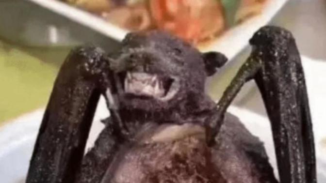 Would you Eat Bat Soup Rat and Snake Meat?