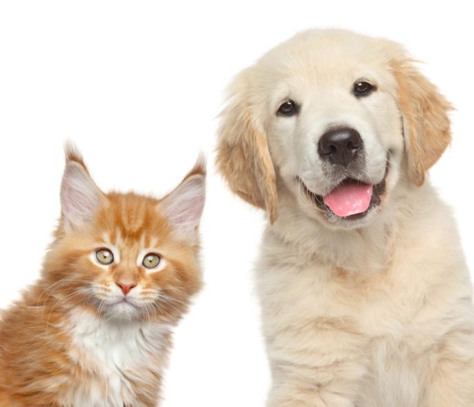 If your pet could talk, what’s one thing they could say that would completely ruin your image forever?
