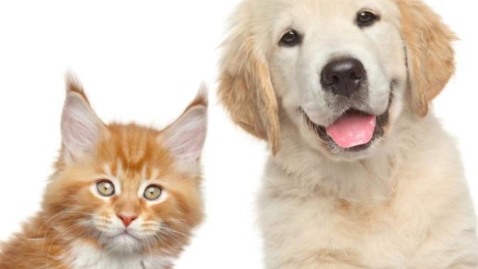 If your pet could talk, what’s one thing they could say that would completely ruin your image forever?