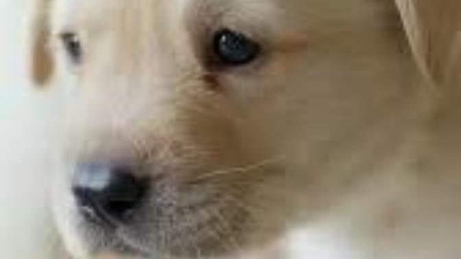 How do I convince my mom to get me a new puppy?
