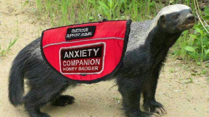 Can you take a honey badger on a plane?