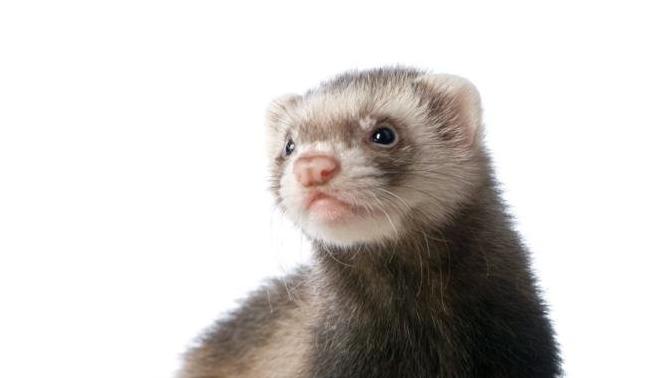 Should I get a ferret while I am in college?