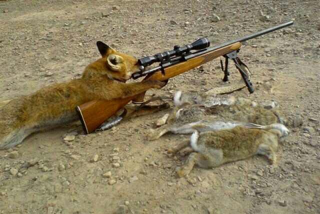 Should animals be allowed to have guns?