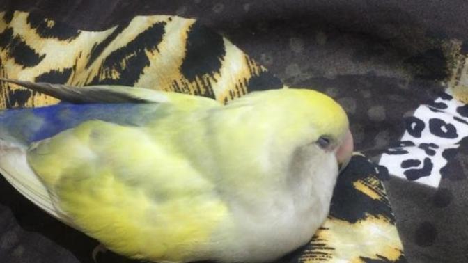 What is this bird? budgie?