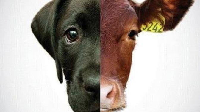 Do vegans feed their dogs/cats/pets meat?