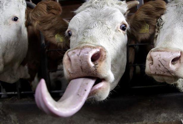 Why do GIRLS stick out their tongues in pictures on Facebook?