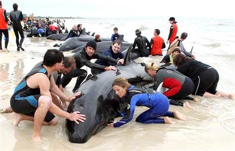 If you saw a whale beached on a beach, would you save it or let it dead?