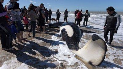 If you saw a whale beached on a beach, would you save it or let it dead?
