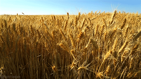 Has cutting back on grain carbs ever made you gain more weight?