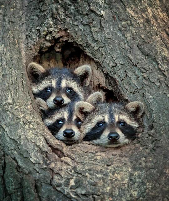 Cuteness Overload: What animal do you think is the cutest?