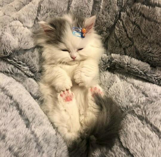 Cuteness Overload: What animal do you think is the cutest?