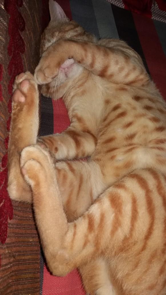 Cuteness Overload: What animal do you think is the cutest?