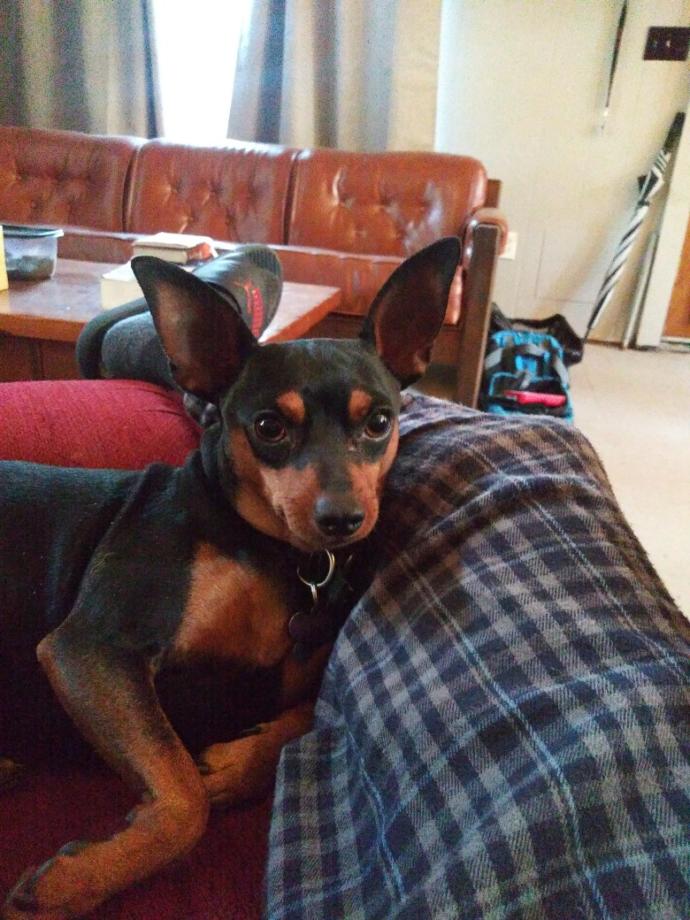 Cuteness Overload: What animal do you think is the cutest?