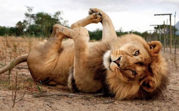 Cuteness Overload: What animal do you think is the cutest?