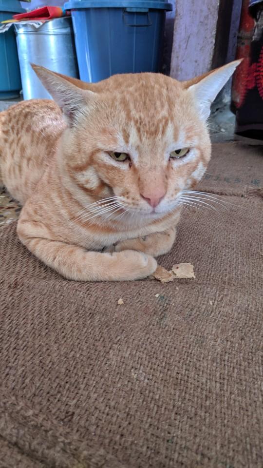 Cuteness Overload: What animal do you think is the cutest?