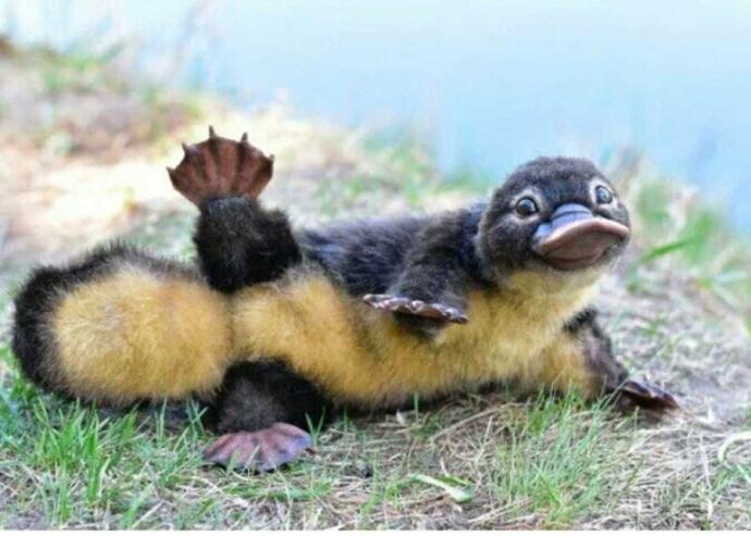 Cuteness Overload: What animal do you think is the cutest?