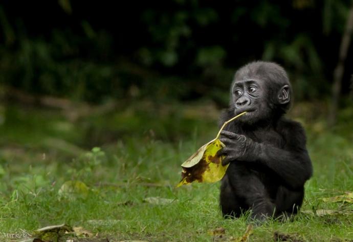 Cuteness Overload: What animal do you think is the cutest?