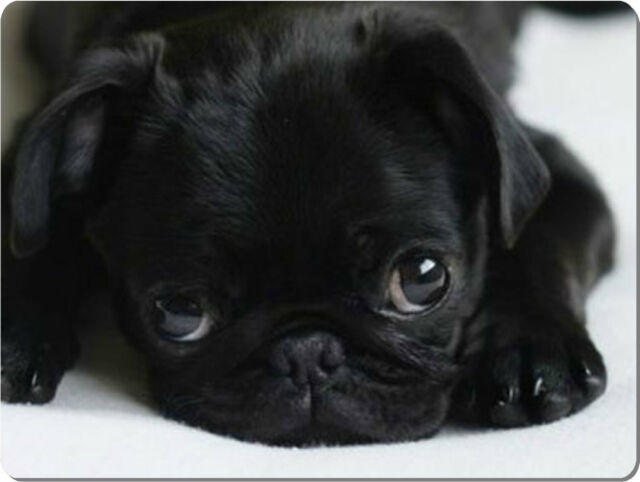 Cuteness Overload: What animal do you think is the cutest?