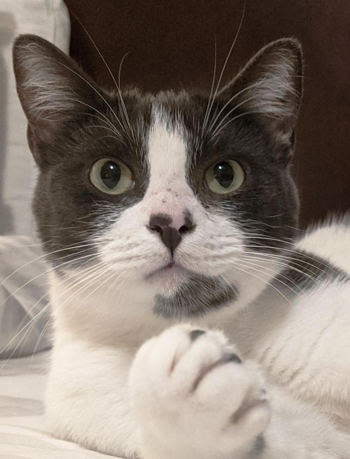 Cuteness Overload: What animal do you think is the cutest?