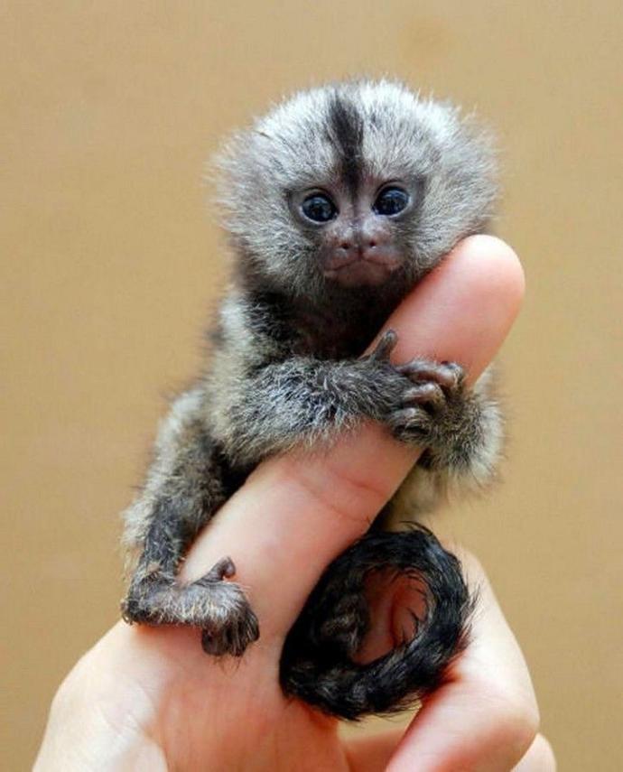 Cuteness Overload: What animal do you think is the cutest?
