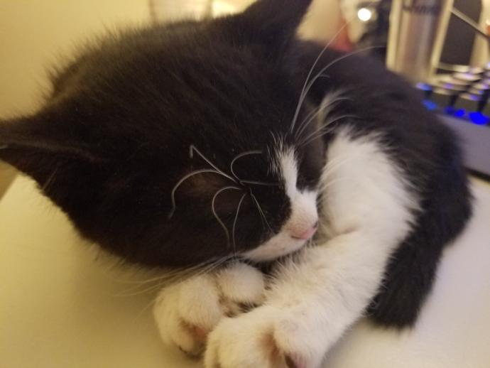 Cuteness Overload: What animal do you think is the cutest?