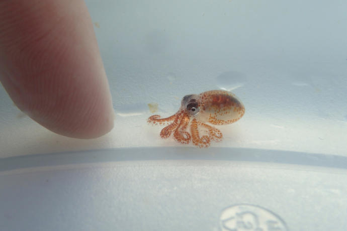 Baby Octopus (Also, not me.)