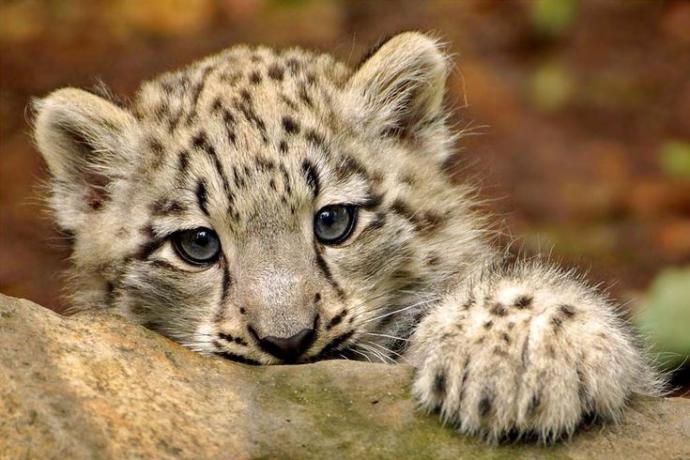 This baby leopard is pretty darn adorable !