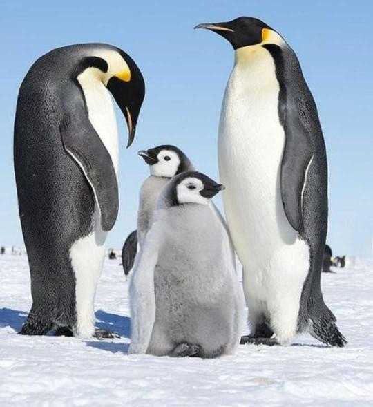 Cuteness Overload: What animal do you think is the cutest?