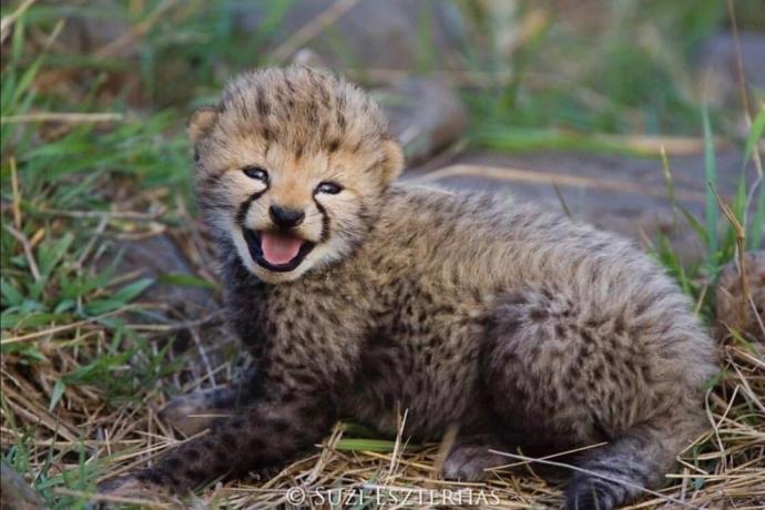 Cuteness Overload: What animal do you think is the cutest?