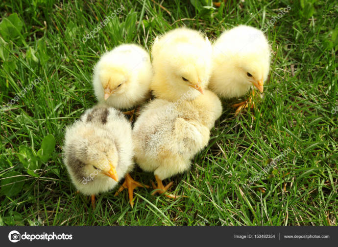 Cuteness Overload: What animal do you think is the cutest?