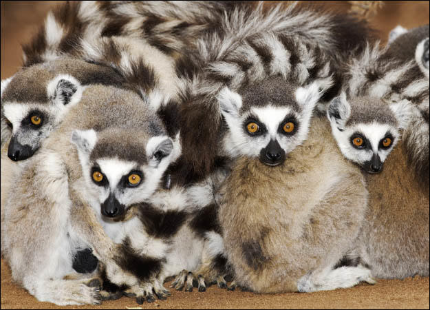 Ring Tail Lemur Gang
