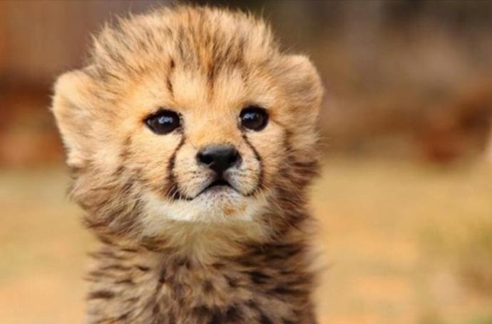 Cuteness Overload: What animal do you think is the cutest?