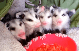 Cuteness Overload: What animal do you think is the cutest?